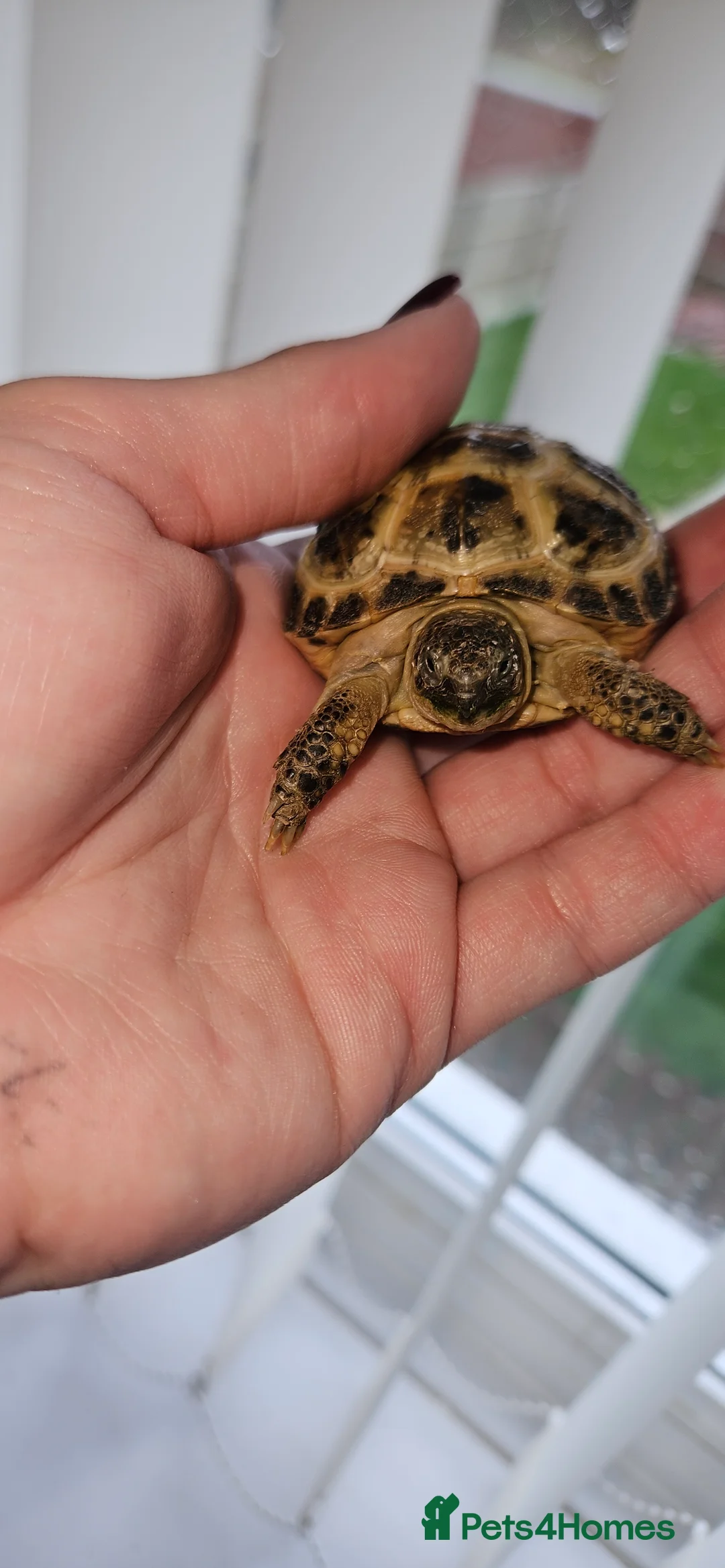 Tortoise reptiles for sale: Horsefield tortoise & setup - Advert 4