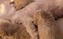 Maltipoo dogs for sale: Quality At it's Finest. From Ch Parents Multipoo - Image 8