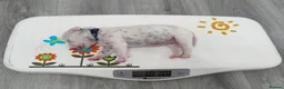 Dalmatian dogs for sale: KC Show Quality Rare LUA Dalmatian Puppies - Advert 7
