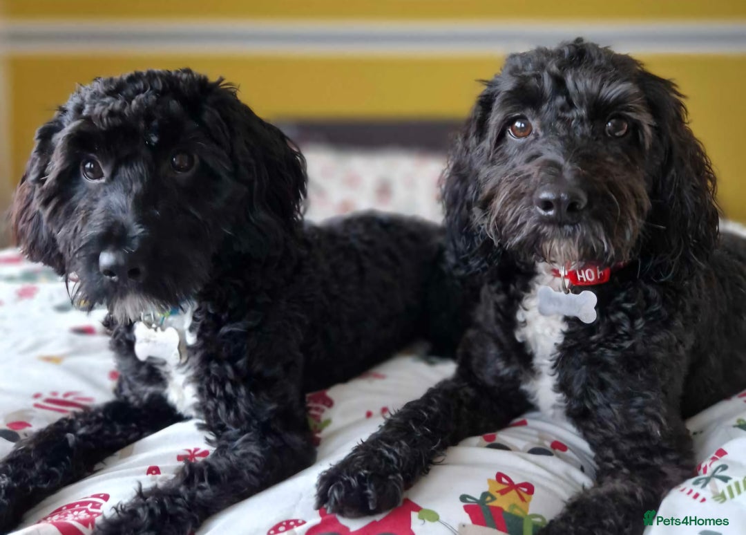 Mixed Breed dogs for sale: Last girl left. Ready to leave now 🥰 - Advert 22