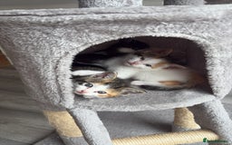 Ragdoll cats for sale: Four ragdoll crosses available - Image 1