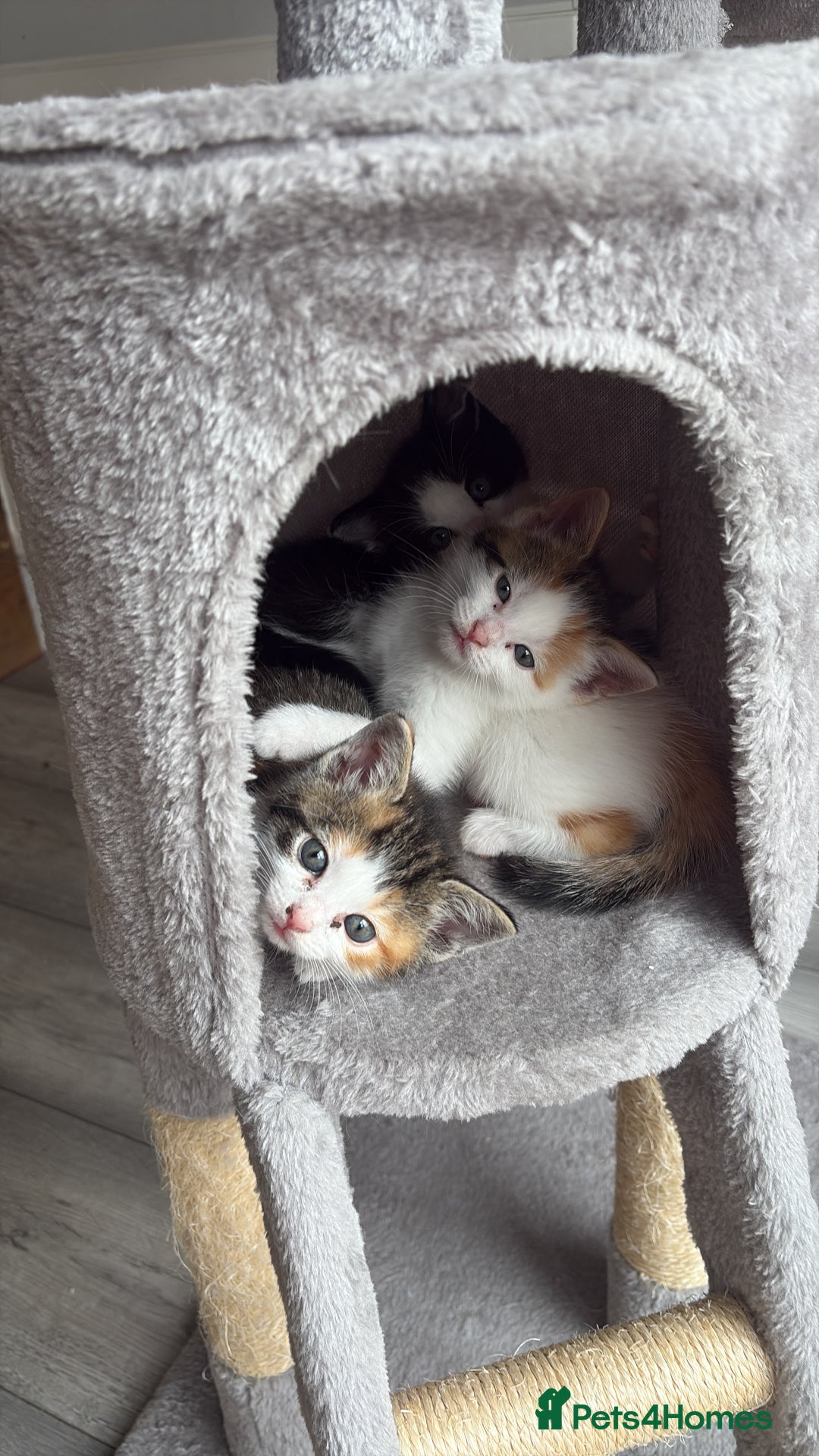 Ragdoll cats for sale: Four ragdoll crosses available - Image 1