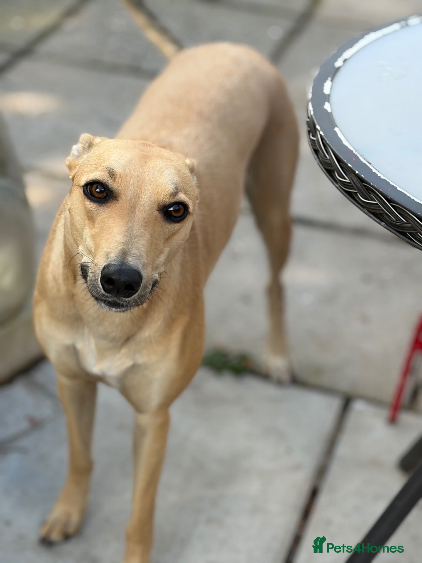 Mixed Breed dogs Female Lurcher 1 year old - Advert 10