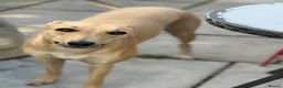 Mixed Breed dogs for sale: Female Lurcher 1 year old - Advert 1