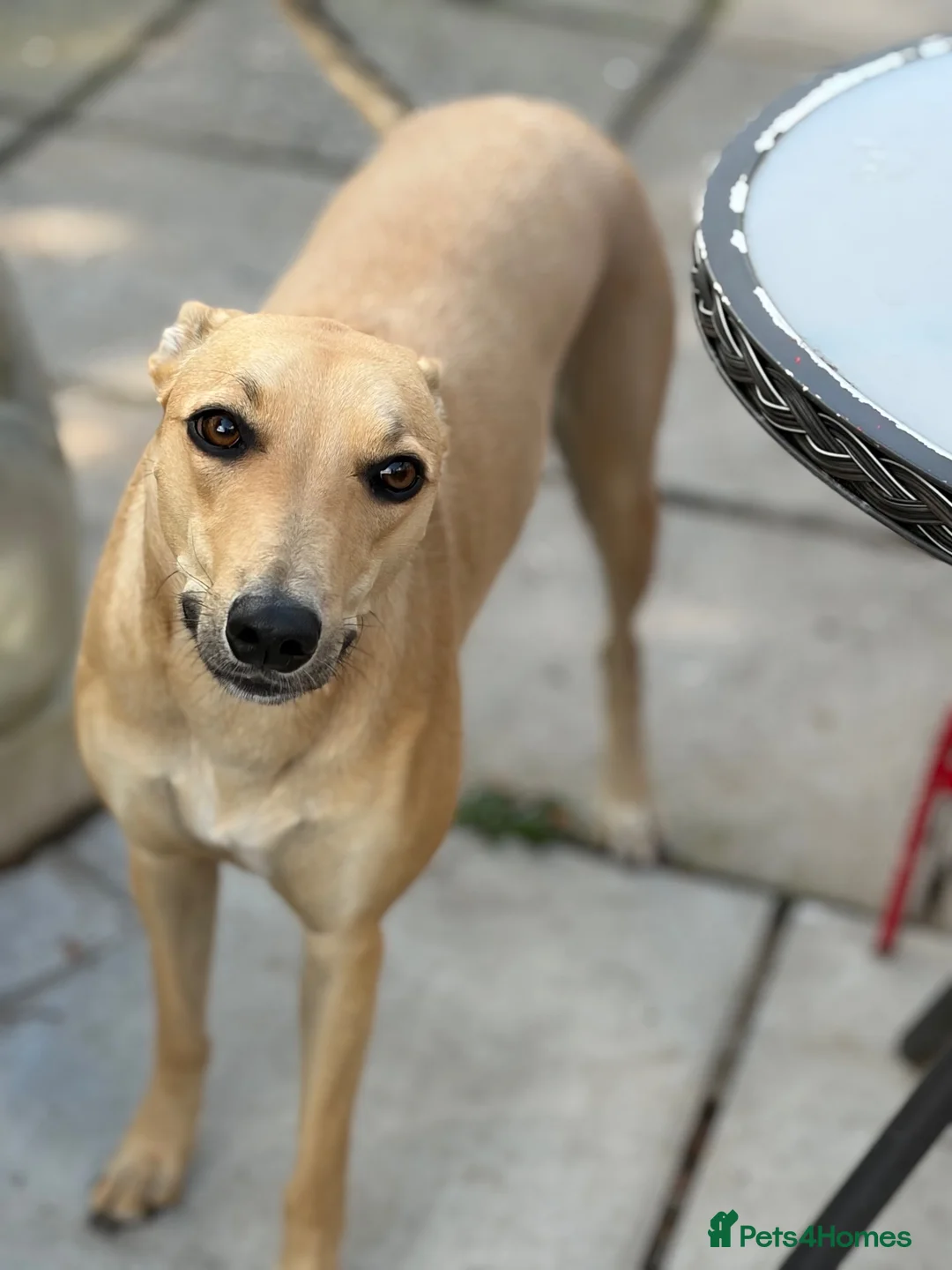 Mixed Breed dogs for sale: Female Lurcher 1 year old - Advert 1