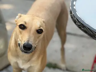 Mixed Breed dogs Female Lurcher 1 year old - Advert 10