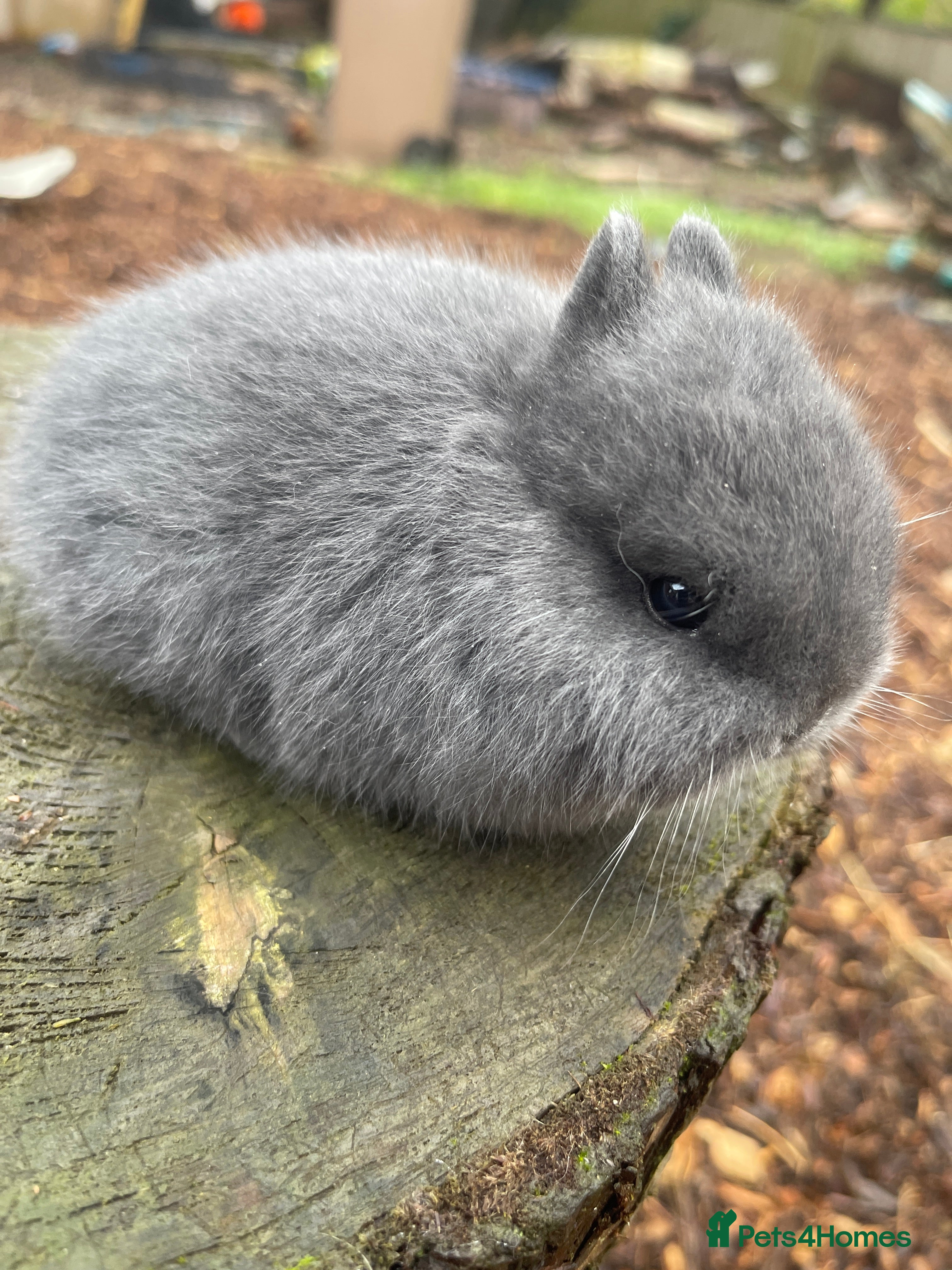 Netherland Dwarf rabbits Real Netherland Dwarf   - Advert 16