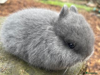 Netherland Dwarf rabbits Real Netherland Dwarf - Advert 16