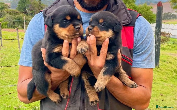 Rottweiler dogs - Advert 1