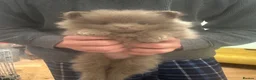 Pomeranian dogs for sale: Stunning Tiny KC Reg Pomeranian Puppies  - Advert 18