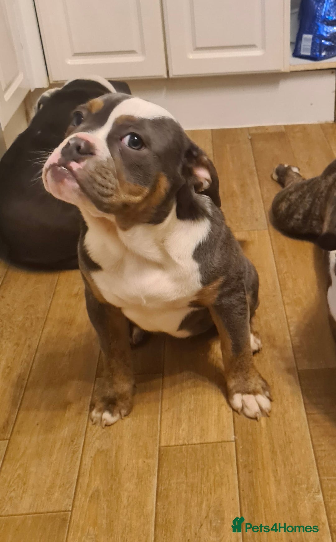 Olde English Bulldogge dogs for sale: Olde English bulldogs - Advert 3