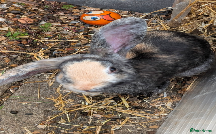 English Lop rabbits - Advert 1