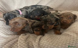 Dachshund dogs for sale: Gorgeous dachshund puppies  - Image 9