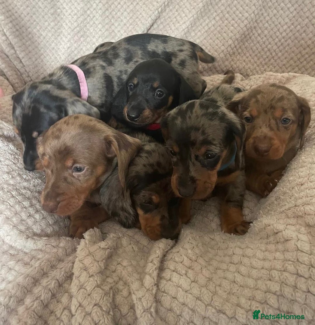 Dachshund dogs for sale: Gorgeous dachshund puppies  - Image 9