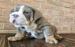 English Bulldog dogs for sale: Outstanding KC English Bulldogs, Top Quality Pups - Image 34