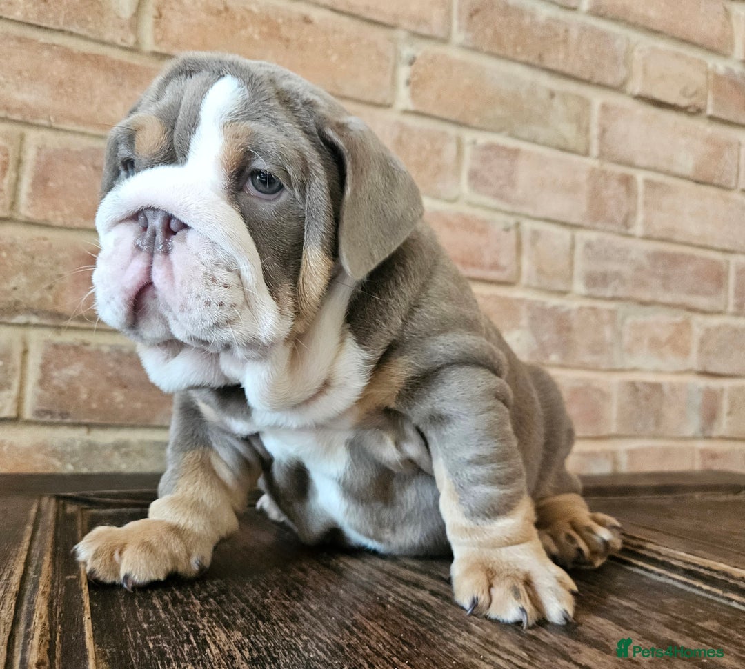 English Bulldog dogs for sale: Outstanding KC English Bulldogs, Top Quality Pups - Image 34