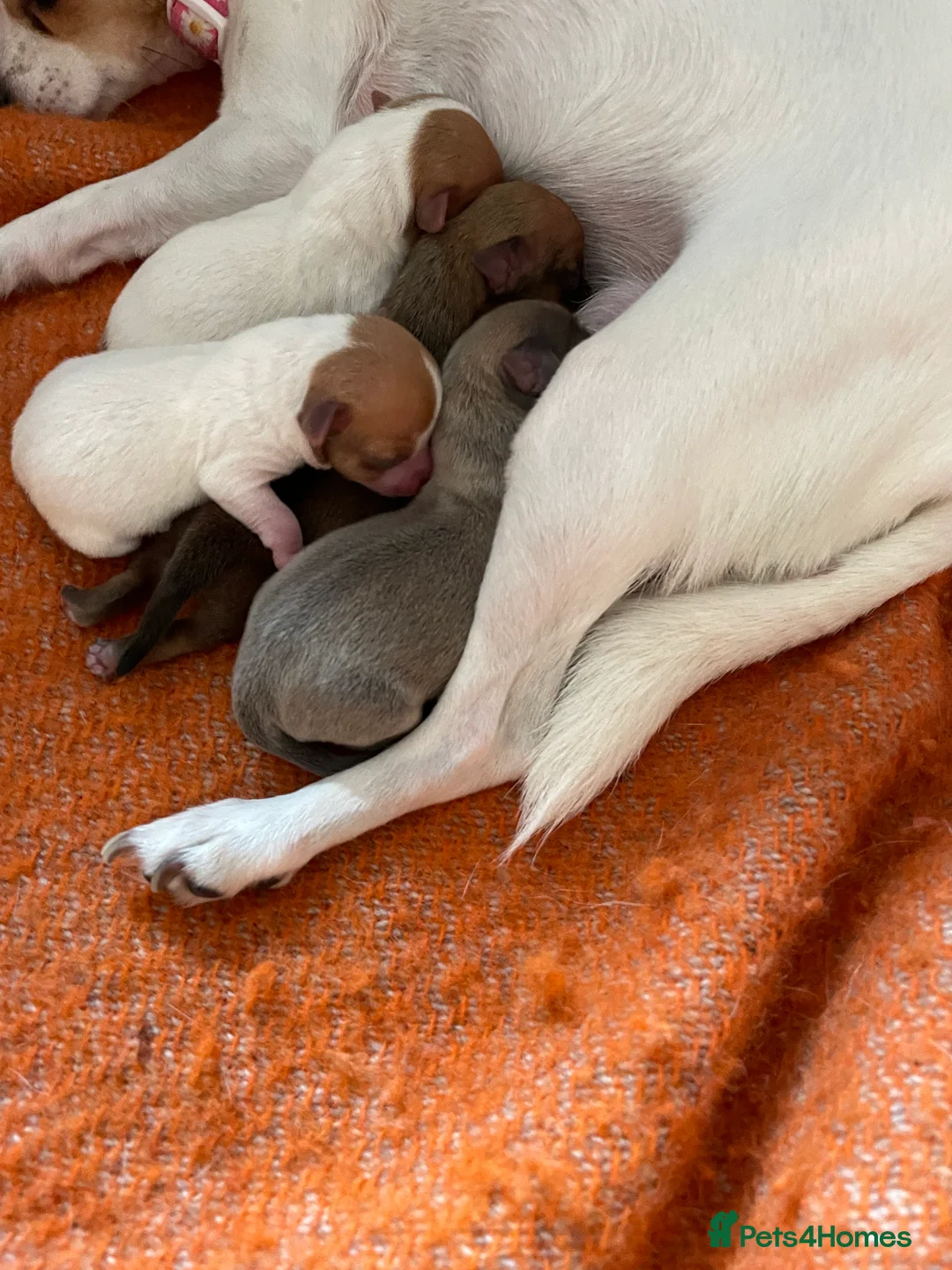 Mixed Breed dogs for sale: Chi-Jack-Weenie puppies - Advert 14