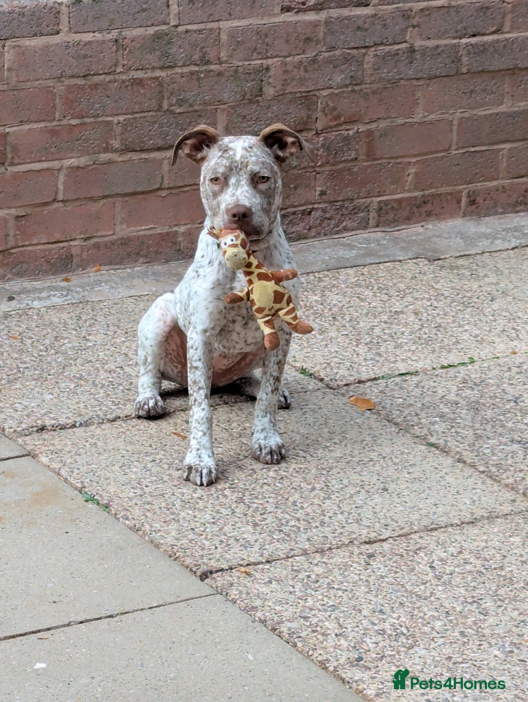 Mixed Breed dogs for sale: Beautiful girl, staff cross boxer - Image 9