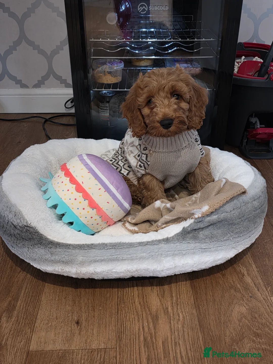 Cockapoo dogs for sale: Cockapoo male 10 weeks old. - Advert 1