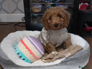 Cockapoo dogs Cockapoo male 10 weeks old. - Advert 1