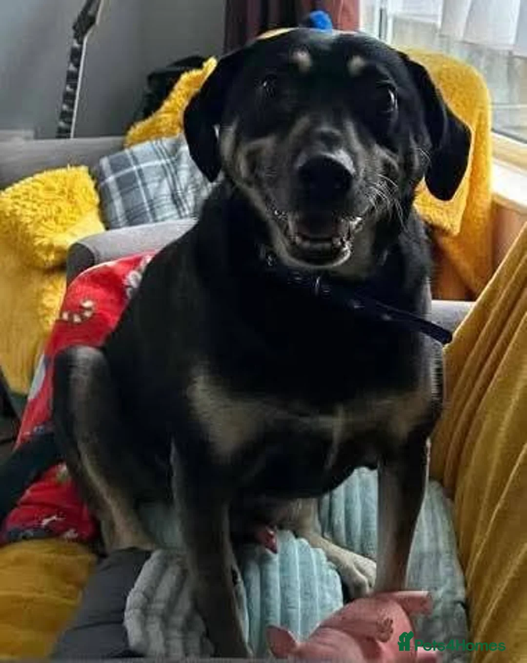 Mixed Breed dogs for adoption: Meet Marvel, currently residing in Crewe - Advert 3