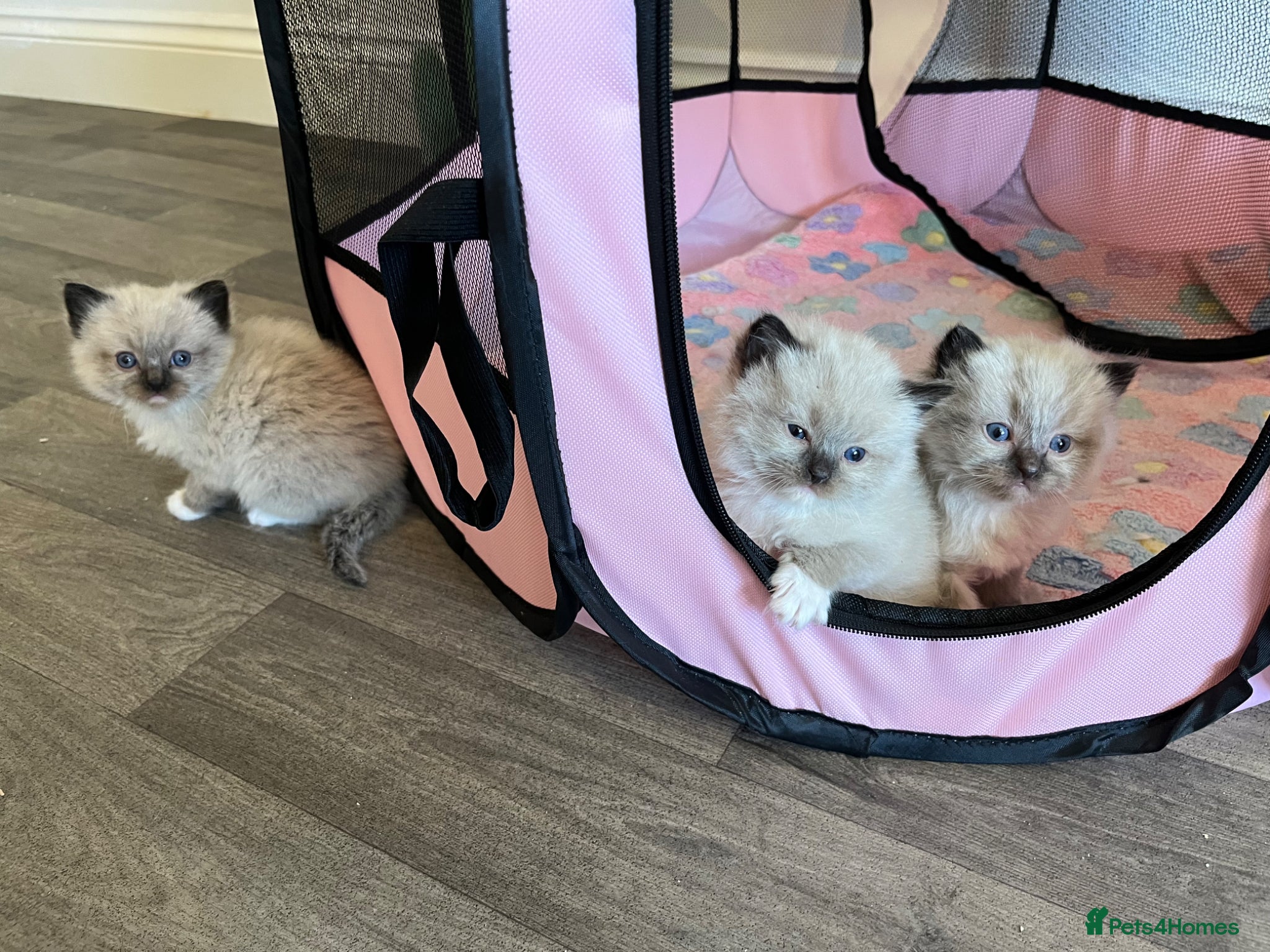 Ragdoll cats PUREBRED RAGDOLL KITTENS  - Advert 2