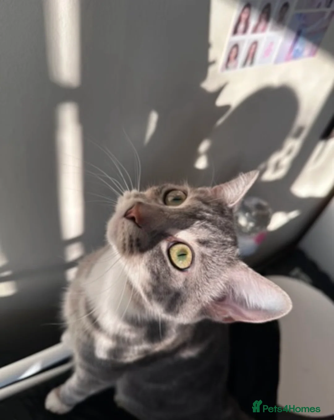 Mixed Breed cats for sale: mother & daughter looking for their forever home in Dudley - Advert 2