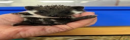 Pygmy Hedgehog rodents for sale: Jet black /albino/assorted baby hoglets ready now! - Advert 4