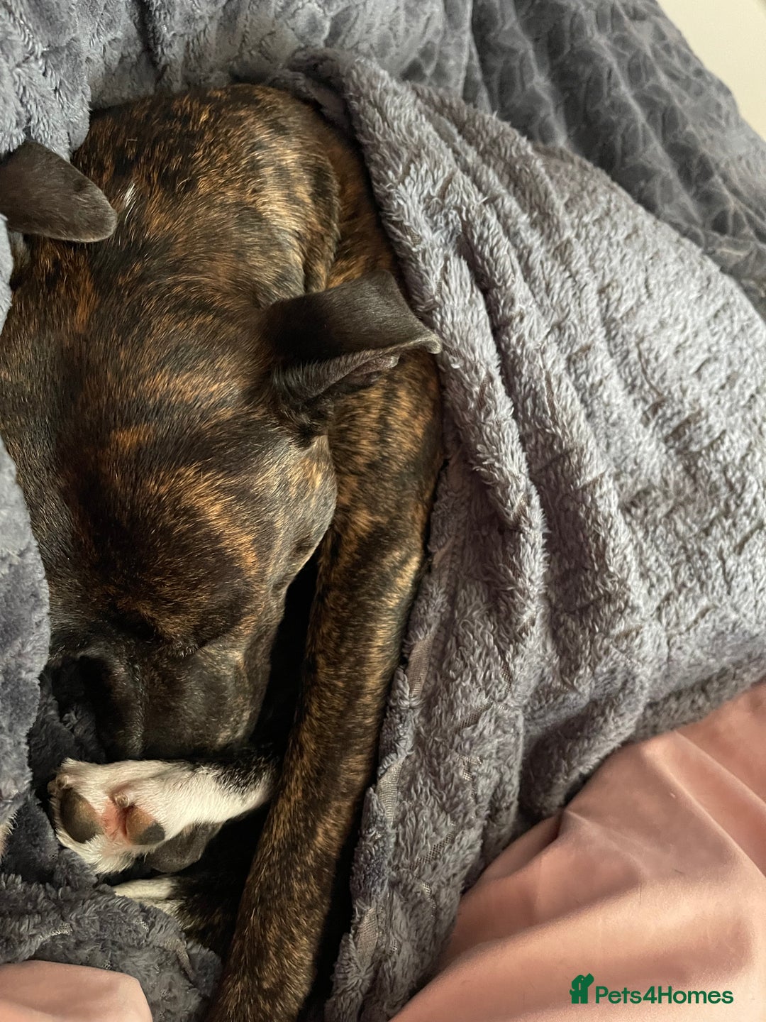 Mixed Breed dogs for sale: Marley - Advert 2