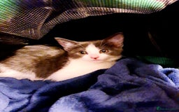 Mixed Breed cats for sale: Rehoming female kitten - Image 1