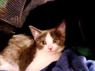 Mixed Breed cats - Advert 21