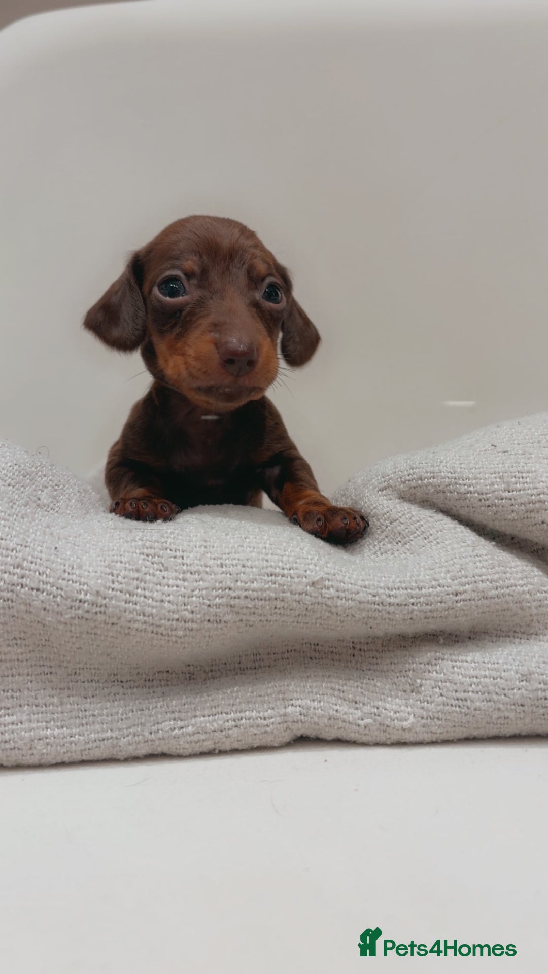 Dachshund dogs for sale: Sausage dog puppies  - Advert 11