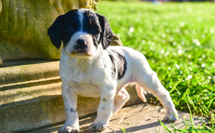 Sprocker dogs - Advert 1