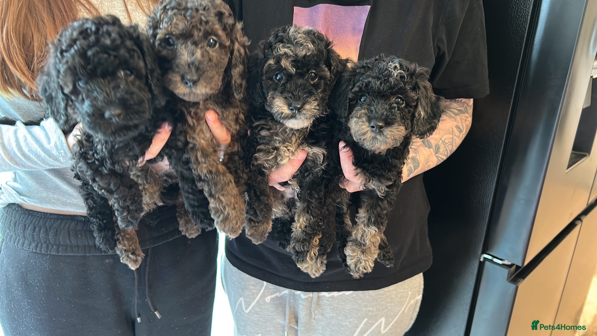 Miniature Poodle dogs Beautiful Merle Miniature Poodles - Advert 4