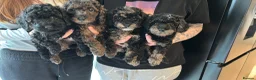 Miniature Poodle dogs for sale: Beautiful Merle Miniature Poodles - Advert 1