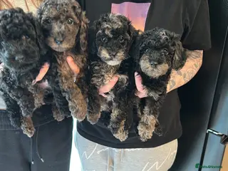 Miniature Poodle dogs Beautiful Merle Miniature Poodles - Advert 4