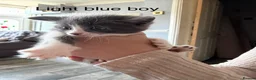 Mixed Breed cats for sale: Kitten for sale  in Southsea - Advert 3