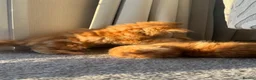Ragdoll cats for sale: Ragdoll × Maine Coon Kittens for Sale flame point - Advert 7