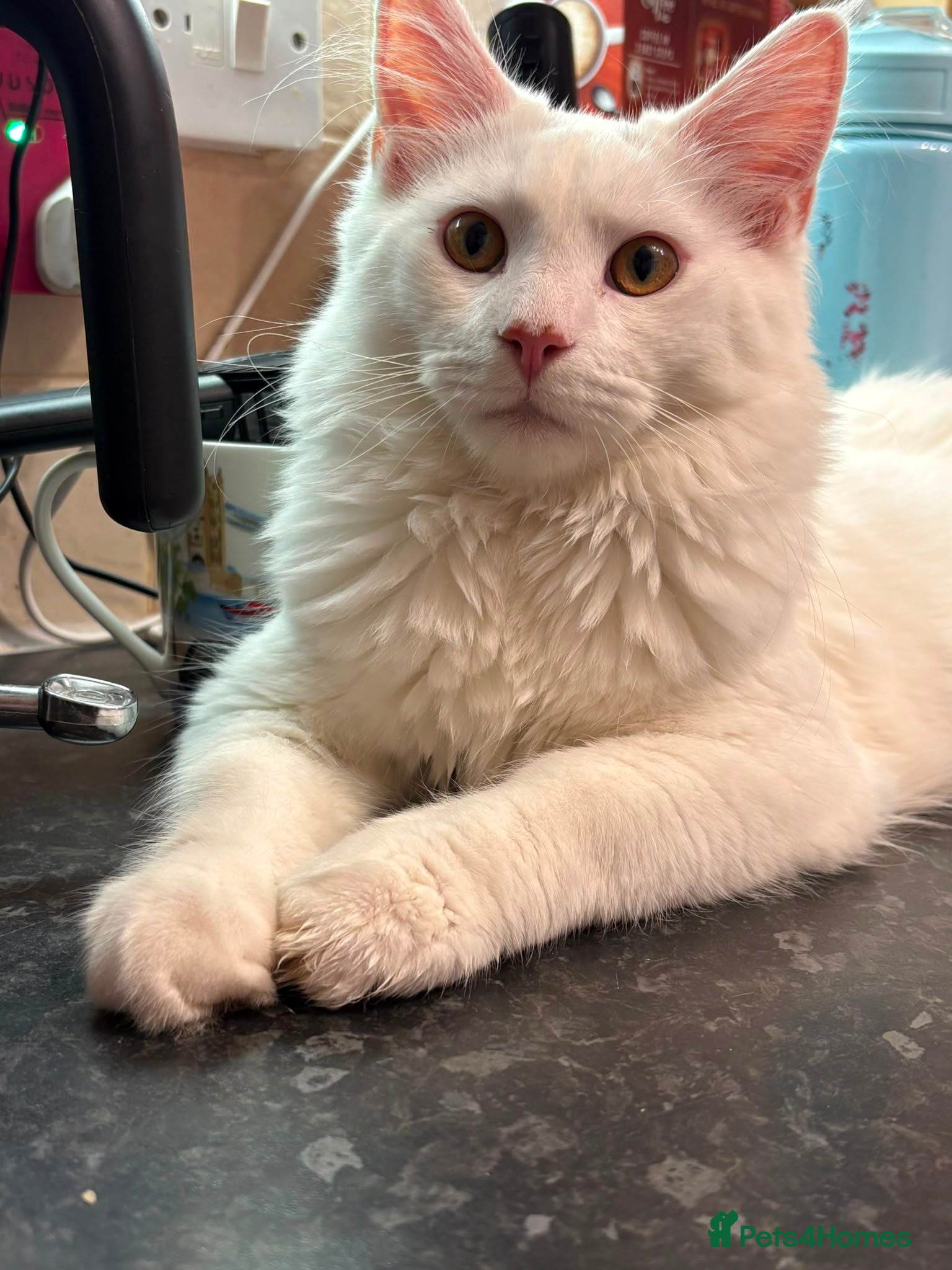 Maine Coon cats Maine Coon kittens for sale - Advert 7