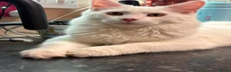 Maine Coon cats for sale: Maine Coon kittens for sale - Advert 1