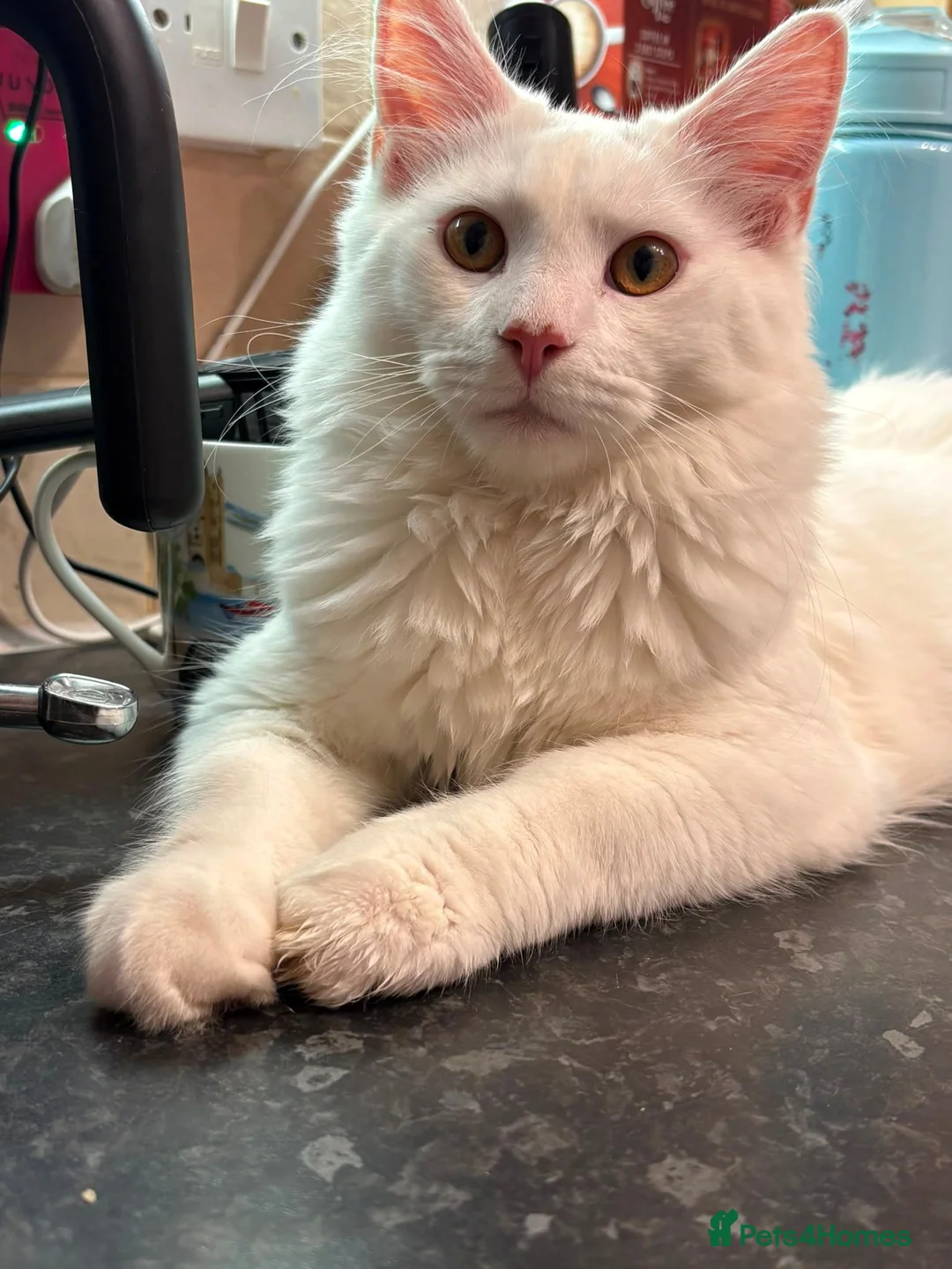 Maine Coon cats for sale: Maine Coon kittens for sale - Advert 1