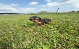 Cockapoo dogs for sale: Beautiful Cockapoo Puppies  - Image 16