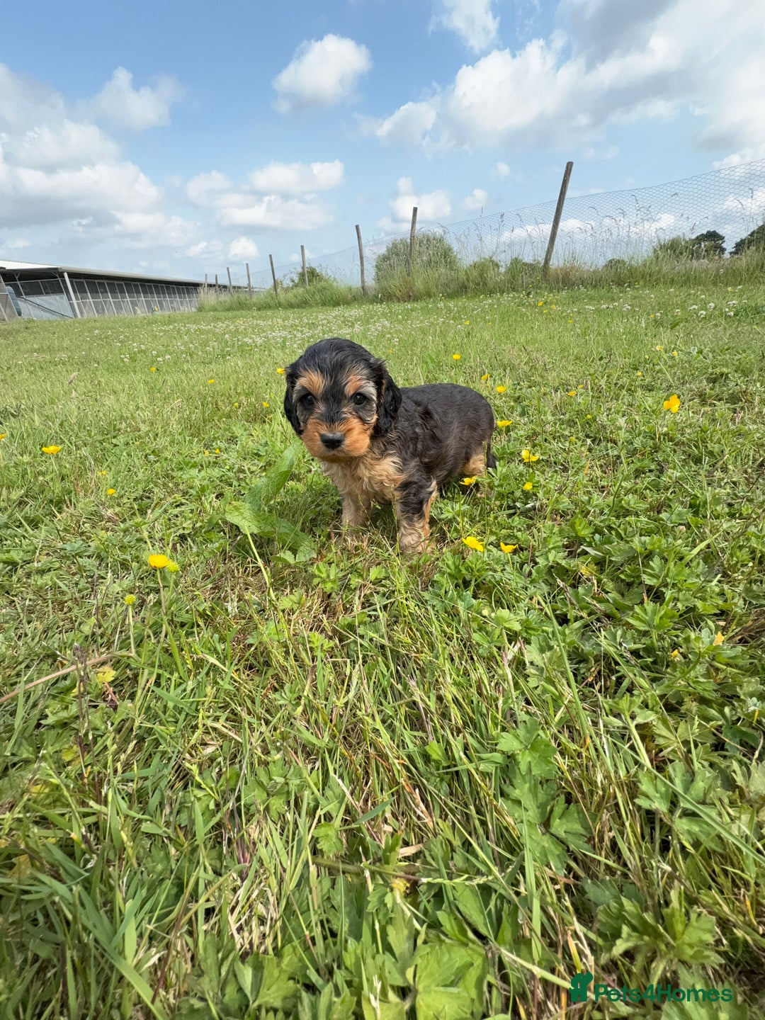 Cockapoo dogs for sale: Beautiful Cockapoo Puppies  - Image 16