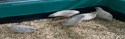 Quail poultry for sale: 5 Pairs of Adult Button Quail (pls read all info) - Advert 8