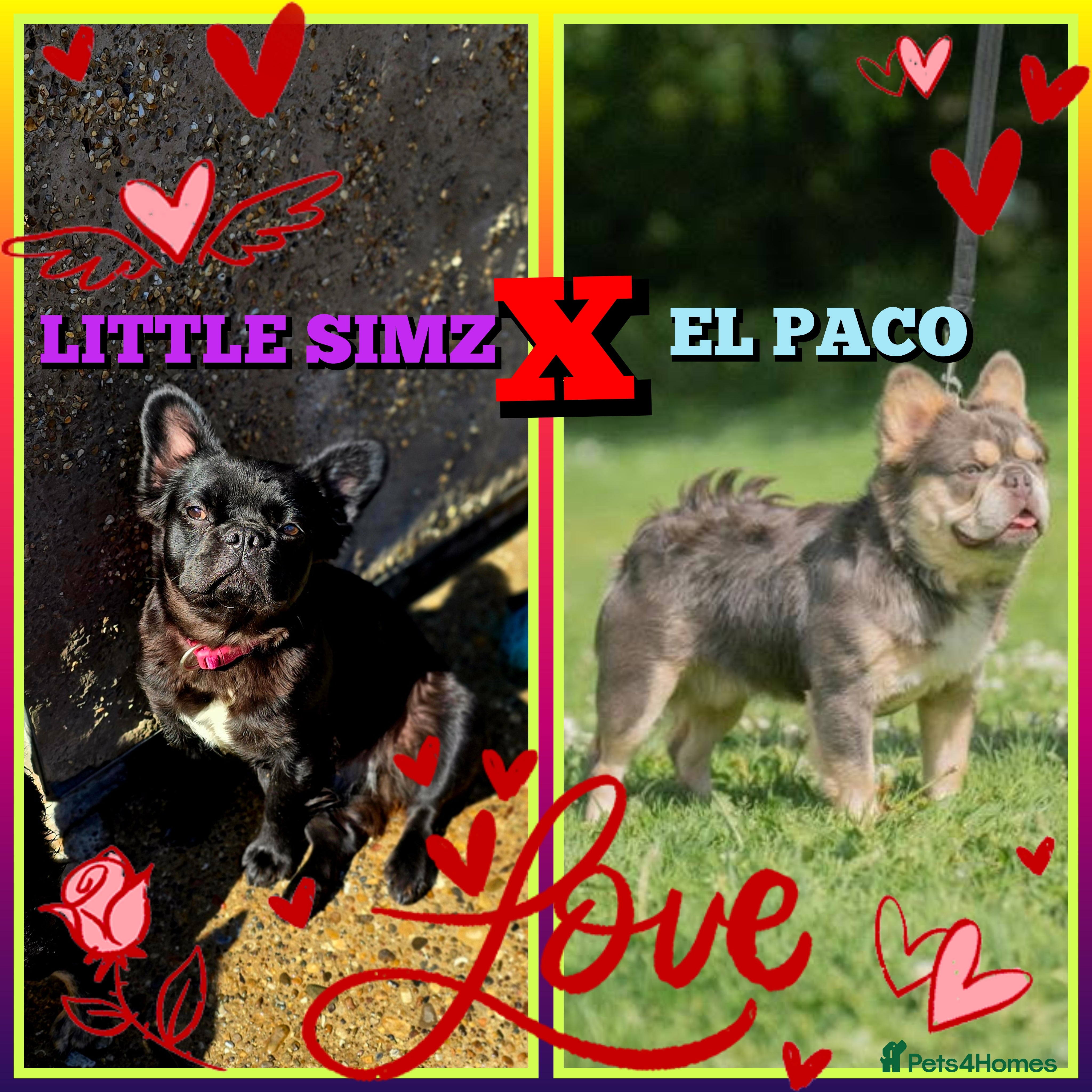 French Bulldog dogs HIGH QUALITY FLUFFY FRENCHIES  - Advert 2