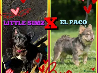 French Bulldog dogs HIGH QUALITY FLUFFY FRENCHIES - Advert 12