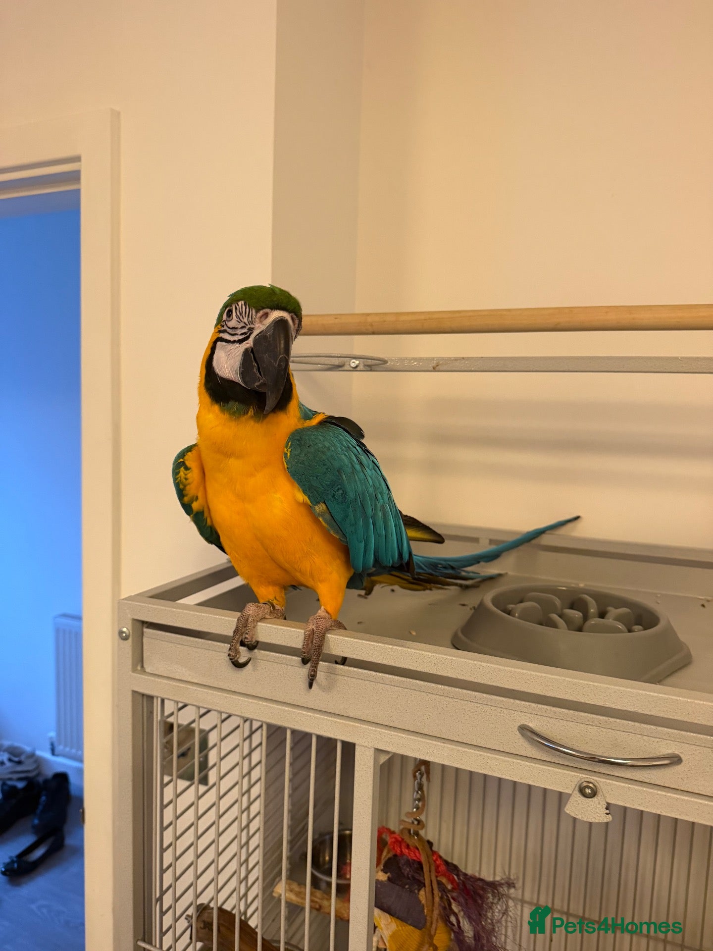 Macaws birds Blue & Gold Macaw - Advert 8