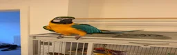 Macaws birds for sale: Blue & Gold Macaw - Advert 1