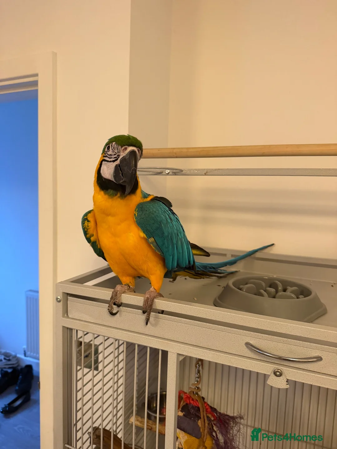Macaws birds for sale: Blue & Gold Macaw - Advert 1