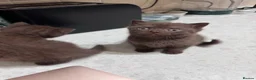 British Shorthair cats for sale: Chocolate Kitten - Advert 5